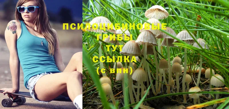 как найти   Верхняя Тура  Галлюциногенные грибы MAGIC MUSHROOMS 